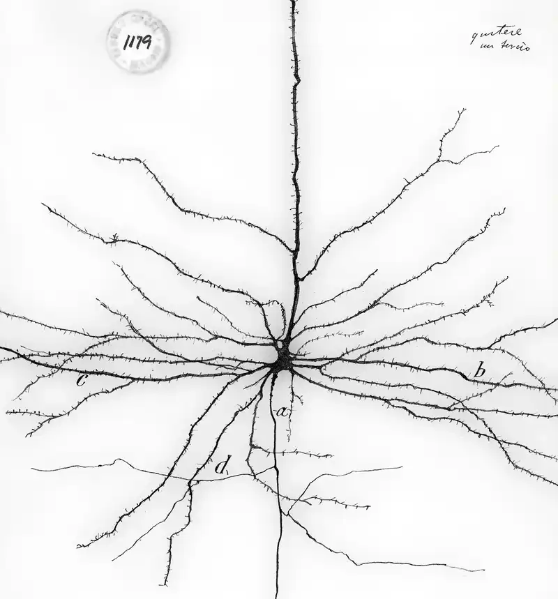 <em>The pyramidal neuron of the cerebral cortex</em>, ink drawing by <em>Santiago Ramón y Cajal</em>, 1904. Modified from original. Image credit: Cajal Institute (CSIC), Madrid